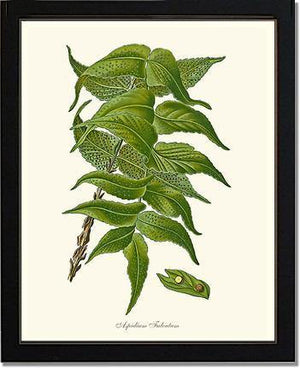 Aspidium Falcatum Botanical Wall Art Print-Charting Nature
