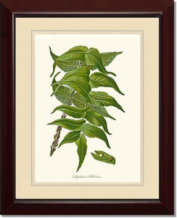 Aspidium Falcatum Botanical Wall Art Print-Charting Nature