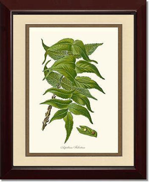 Aspidium Falcatum Botanical Wall Art Print-Charting Nature