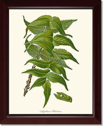 Aspidium Falcatum Botanical Wall Art Print-Charting Nature