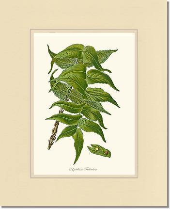 Aspidium Falcatum Botanical Wall Art Print-Charting Nature