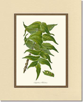Aspidium Falcatum Botanical Wall Art Print-Charting Nature