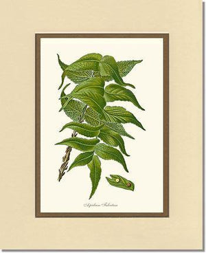 Aspidium Falcatum Botanical Wall Art Print-Charting Nature