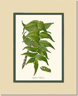 Aspidium Falcatum Botanical Wall Art Print-Charting Nature