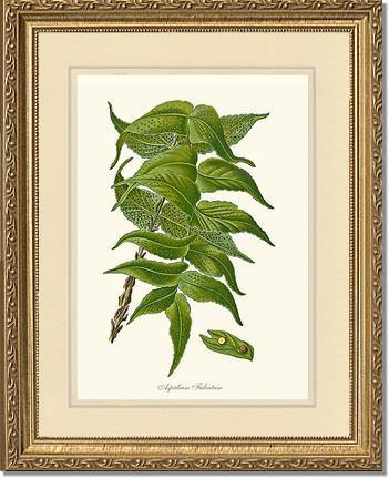 Aspidium Falcatum Botanical Wall Art Print-Charting Nature