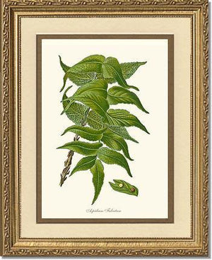 Aspidium Falcatum Botanical Wall Art Print-Charting Nature