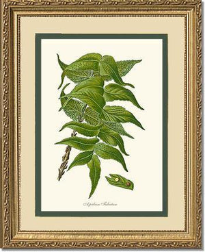 Aspidium Falcatum Botanical Wall Art Print-Charting Nature