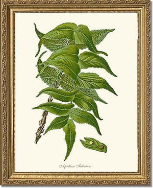 Aspidium Falcatum Botanical Wall Art Print-Charting Nature