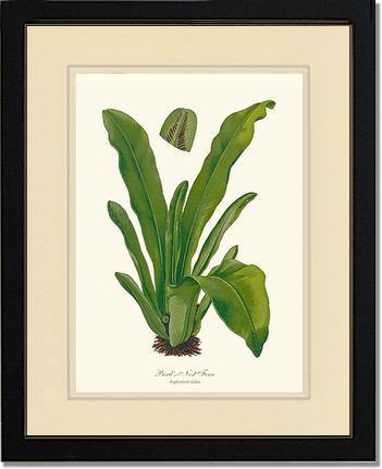Bird's Nest Fern Botanical Wall Art Print-Charting Nature