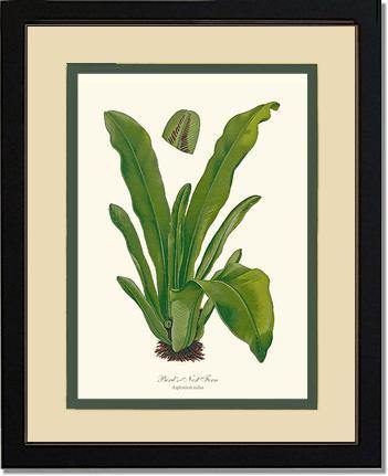 Bird's Nest Fern Botanical Wall Art Print-Charting Nature
