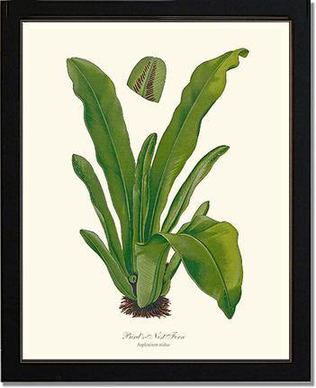 Bird's Nest Fern Botanical Wall Art Print-Charting Nature