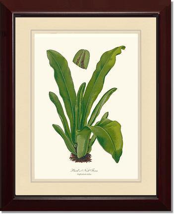 Bird's Nest Fern Botanical Wall Art Print-Charting Nature