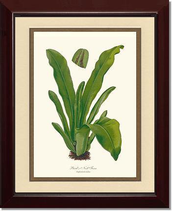 Bird's Nest Fern Botanical Wall Art Print-Charting Nature