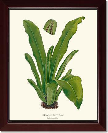 Bird's Nest Fern Botanical Wall Art Print-Charting Nature