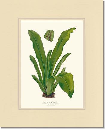 Bird's Nest Fern Botanical Wall Art Print-Charting Nature