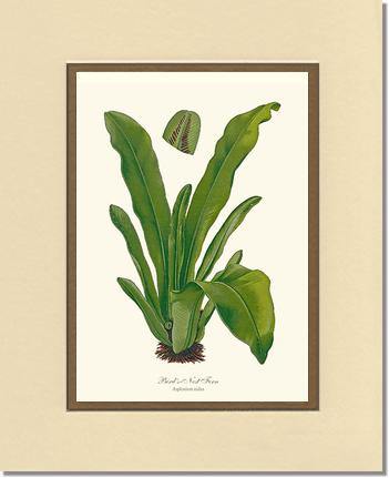 Bird's Nest Fern Botanical Wall Art Print-Charting Nature