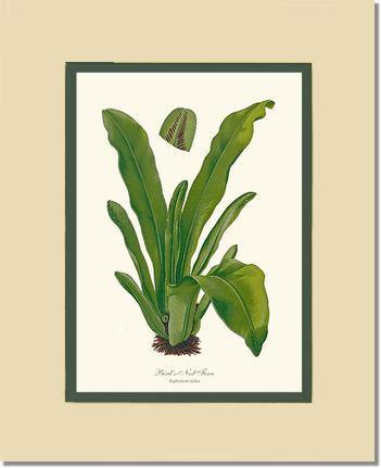 Bird's Nest Fern Botanical Wall Art Print-Charting Nature