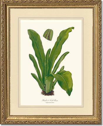 Bird's Nest Fern Botanical Wall Art Print-Charting Nature