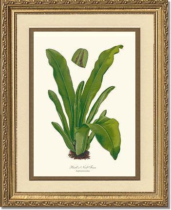 Bird's Nest Fern Botanical Wall Art Print-Charting Nature
