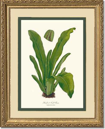 Bird's Nest Fern Botanical Wall Art Print-Charting Nature