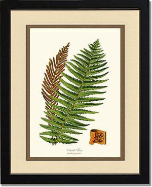 Ostrich Fern Botanical Wall Art Print-Charting Nature