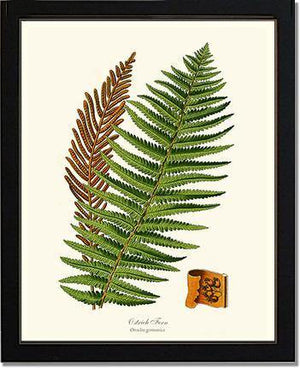 Ostrich Fern Botanical Wall Art Print-Charting Nature