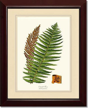 Ostrich Fern Botanical Wall Art Print-Charting Nature