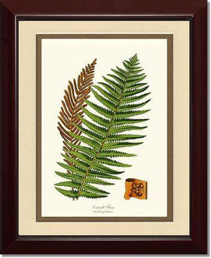 Ostrich Fern Botanical Wall Art Print-Charting Nature