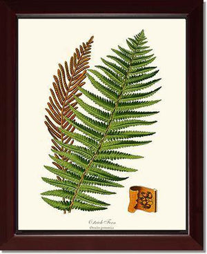 Ostrich Fern Botanical Wall Art Print-Charting Nature