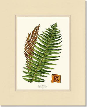 Ostrich Fern Botanical Wall Art Print-Charting Nature