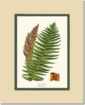 Ostrich Fern Botanical Wall Art Print-Charting Nature