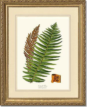 Ostrich Fern Botanical Wall Art Print-Charting Nature