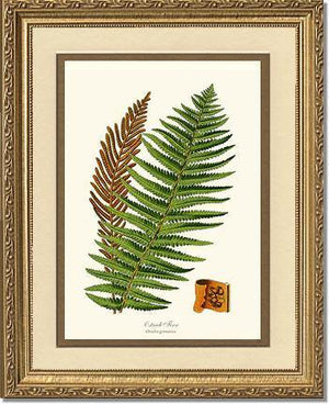 Ostrich Fern Botanical Wall Art Print-Charting Nature