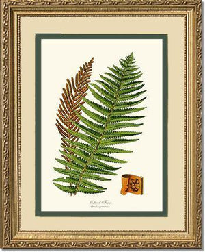 Ostrich Fern Botanical Wall Art Print-Charting Nature