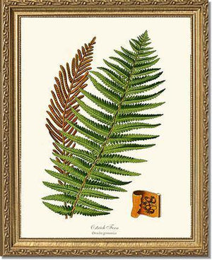 Ostrich Fern Botanical Wall Art Print-Charting Nature