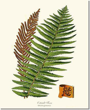 Ostrich Fern Botanical Wall Art Print-Charting Nature