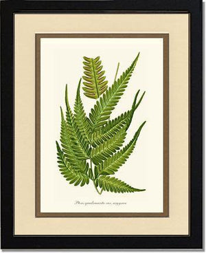 Pteris quadriaurita fern Botanical Wall Art Print-Charting Nature