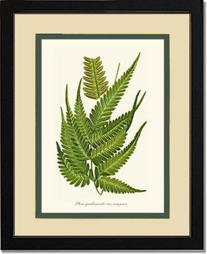 Pteris quadriaurita fern Botanical Wall Art Print-Charting Nature