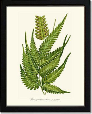 Pteris quadriaurita fern Botanical Wall Art Print-Charting Nature