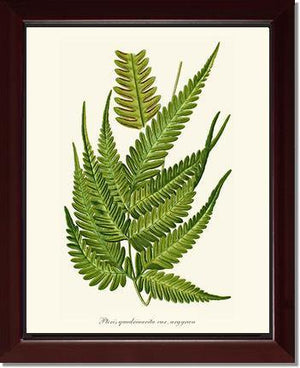 Pteris quadriaurita fern Botanical Wall Art Print-Charting Nature