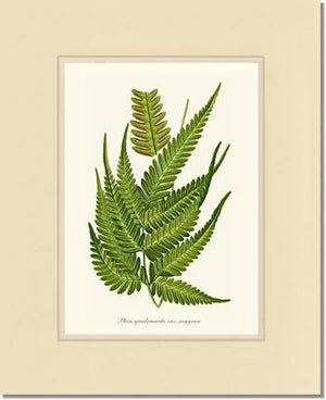 Pteris quadriaurita fern Botanical Wall Art Print-Charting Nature