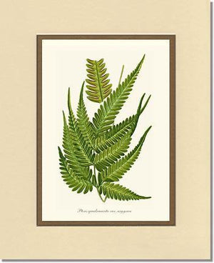 Pteris quadriaurita fern Botanical Wall Art Print-Charting Nature