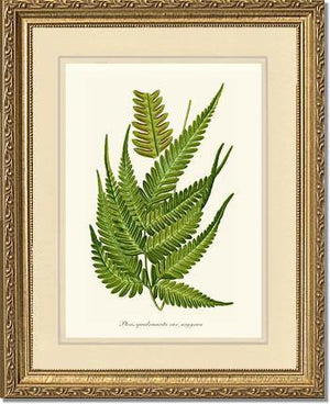 Pteris quadriaurita fern Botanical Wall Art Print-Charting Nature