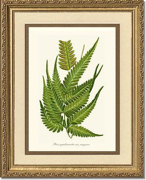 Pteris quadriaurita fern Botanical Wall Art Print-Charting Nature