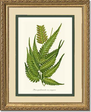 Pteris quadriaurita fern Botanical Wall Art Print-Charting Nature