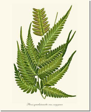 Pteris quadriaurita fern Botanical Wall Art Print-Charting Nature