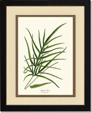 Spider Fern Botanical Wall Art Print-Charting Nature