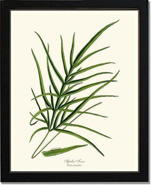 Spider Fern Botanical Wall Art Print-Charting Nature