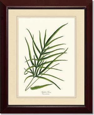 Spider Fern Botanical Wall Art Print-Charting Nature