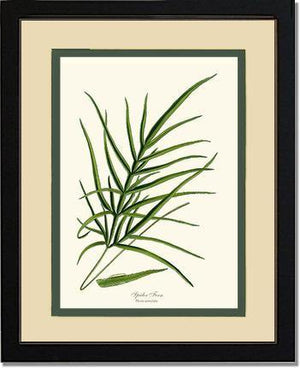 Spider Fern Botanical Wall Art Print-Charting Nature